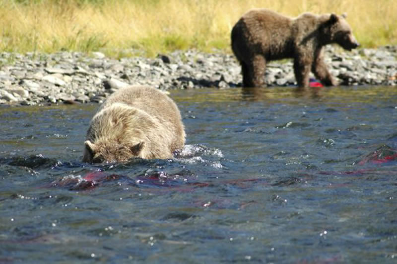 Bears Salmon Fishing