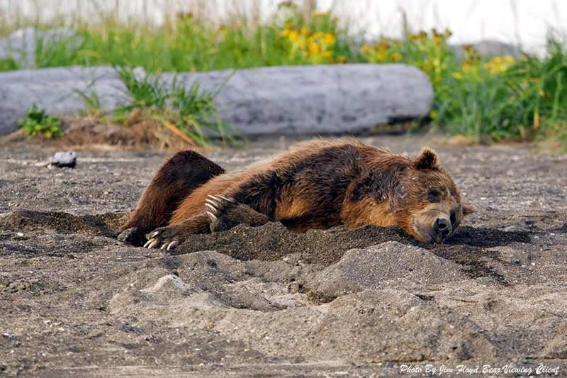 Brown Bear Makes a Bed