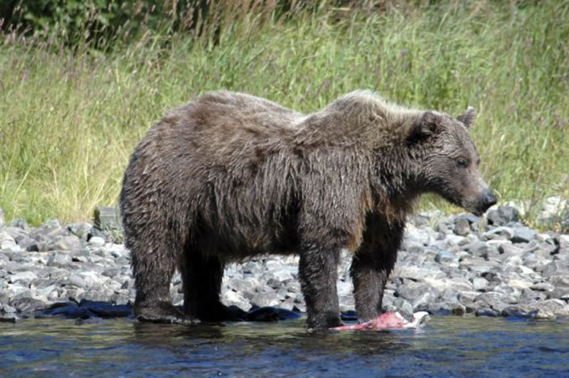 Brown Bear Salmon