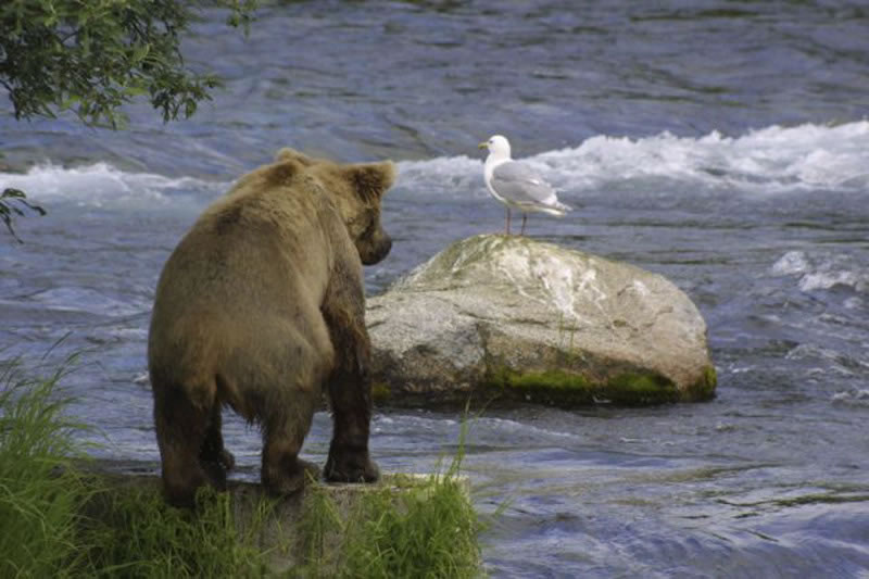 Brown Bear Sea Gull