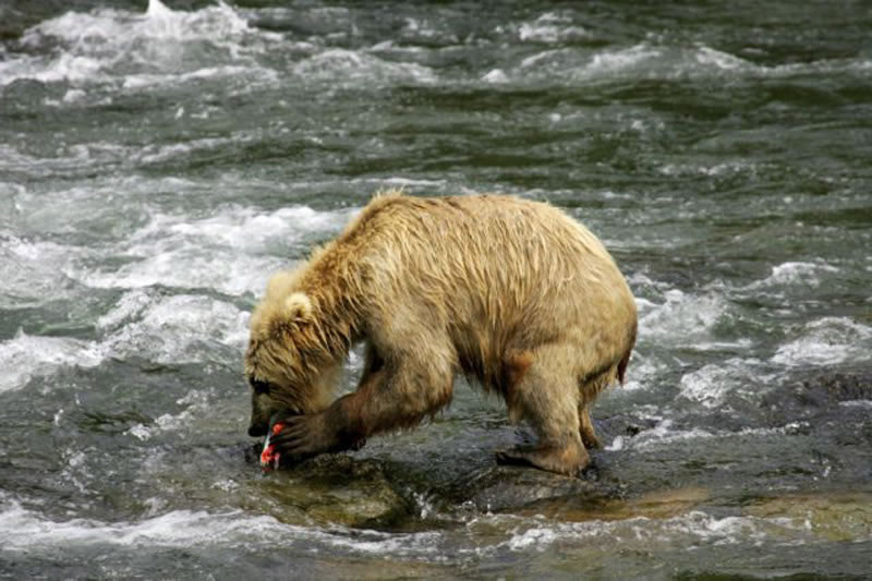 Brown Bear with Salmon2