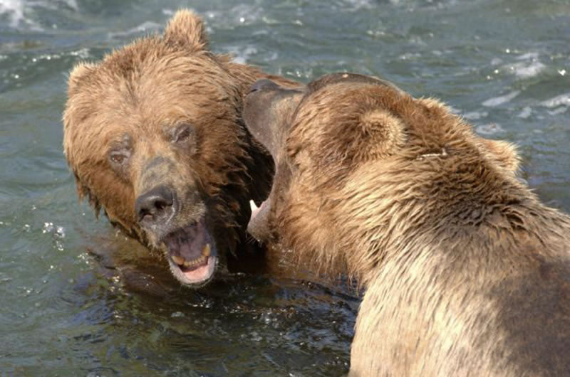 Brown Bears Fight