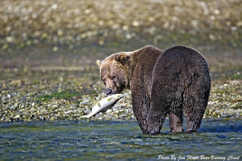 Did the Bear Get Salmon