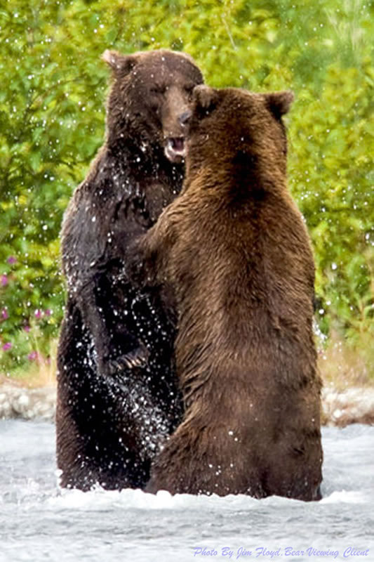 How Bears Settle