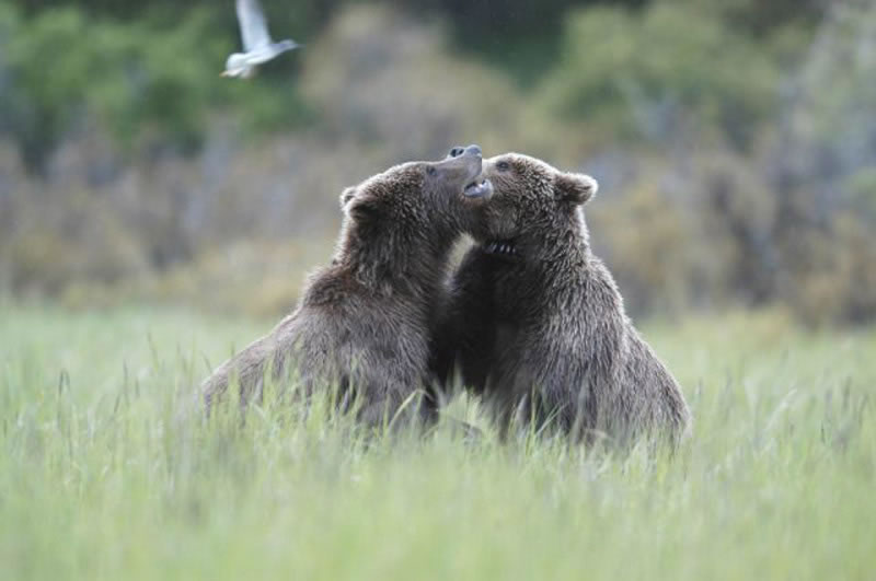 Juvenil Brown Bear Playing