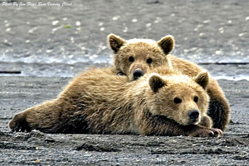 Katmai cubs