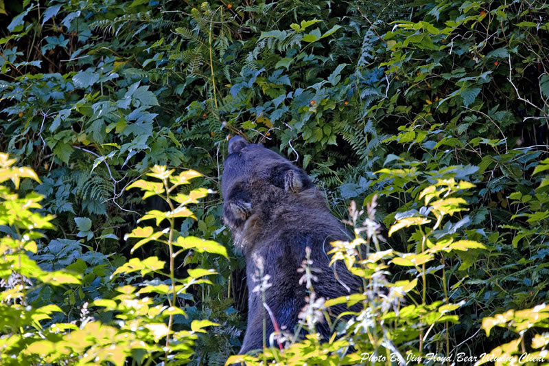 Salmon Berry Eating Bear