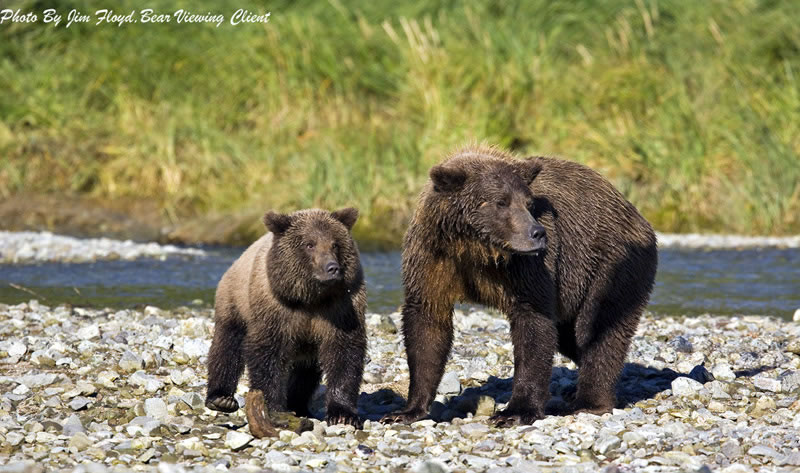 Sow and Cub