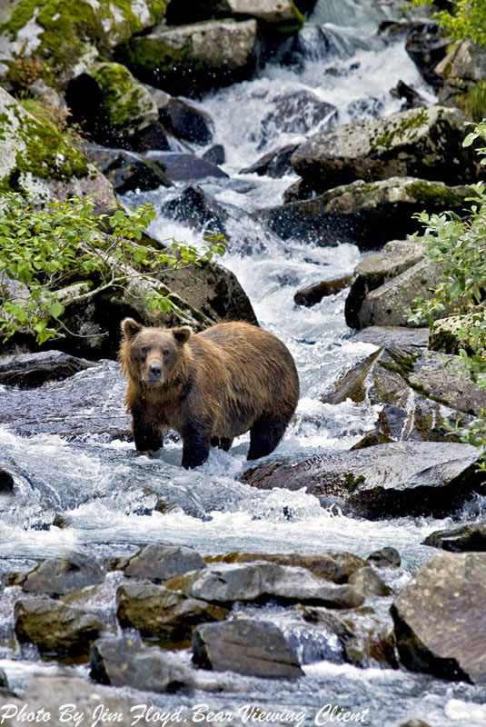 vBrown Bear in Stream