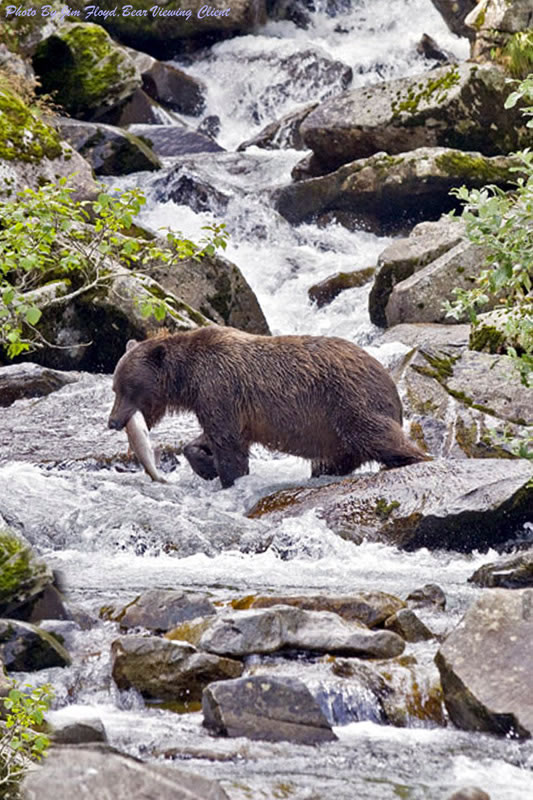 vBrown Bear with Salmon
