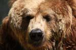 Brown Bear Full Face