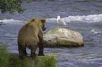 Brown Bear Sea Gull