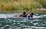 Brown Bear Swimming