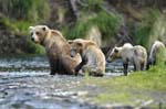 Brown Bear and Cubs