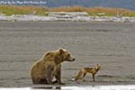 Brown Bear and Fox