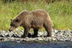 Brown Bear on Shore