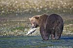 Did the Bear Get Salmon