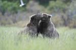 Juvenil Brown Bear Playing