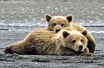 Katmai cubs