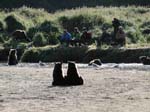 People Viewing by the Bears