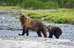 Sow and Cub crossing