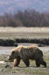 vBrown Bear in Tidal Flats